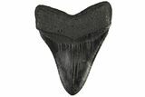 Fossil Megalodon Tooth - Georgia #144296-2